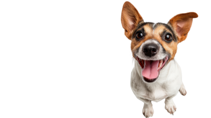 Happy dog with big smile, isolated on white background.