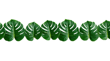 Monstera leaves arranged in a decorative pattern on a white isolated background.