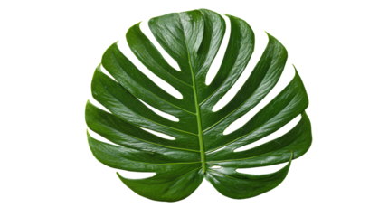 Monstera leaf, vibrant green color, white isolated background.