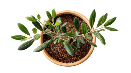 Potted plant with lush green leaves, isolated on a white background.