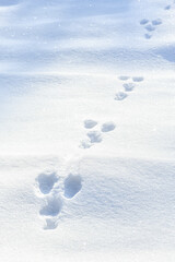 Animal tracks in snow. Tracks of a hare in a snow covered winter field