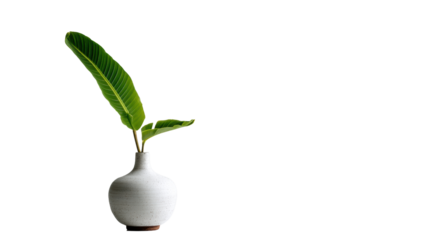 Stylish plant in a white vase with a green leaf, modern decor, minimalist design, bright and fresh atmosphere.