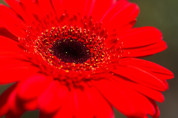 close-up of a beautiful Gerber Jameson flower in the garden