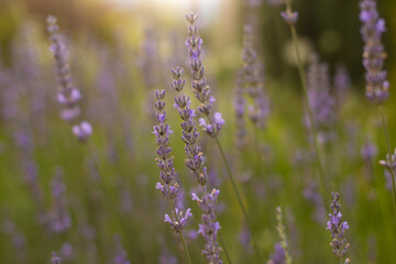 Obraz premium close up of beautiful purple lavender flowers in sunlight