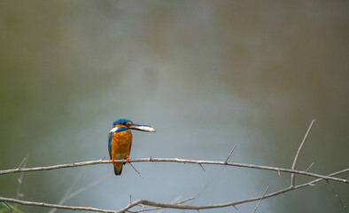 kingfisher on branch