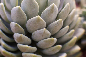 close-up Succulent flower in a pot in a greenhouse