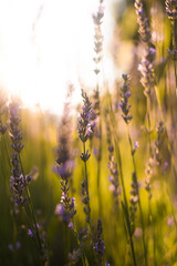 close up of beautiful purple lavender flowers in sunlight