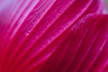 close-up of beautiful pink hibiscus flower from back side © Tsyb Oleh