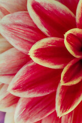 Fototapeta premium close up of a beautiful Dahlias flower in the garden