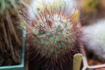 many different beautiful decorative cacti grow in the greenhouse