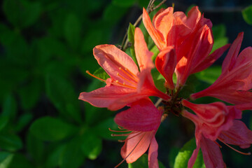 close-up of a beautiful pink Japanese rhododendron pink flower in the garden