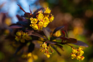 close-up of a beautiful barberry yellow flower in the garden