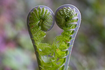  close-up  green leaves of Unfurl the Fern in the forest