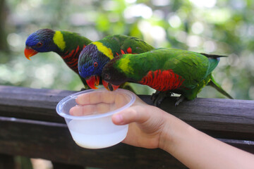 beautiful colored Rainbow Lorikeet Parrot in the zoo drinking nectar