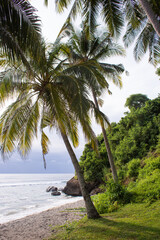 beautiful large tropical palm trees grow on the coast