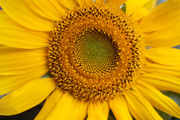 close-up of a beautiful sunflower flower in the garden