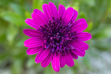 Obraz premium close-up of a beautiful flower osteospermum in the garden