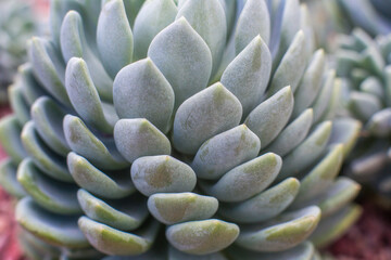 close-up Succulent flower in a pot in a greenhouse