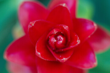 close-up of a beautiful flower
Alpinia purpurata in the garden