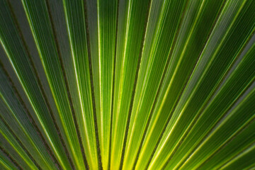 close up straight lines texture of green palm leaves