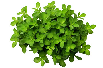 Thyme herb top view isolated on transparent background.