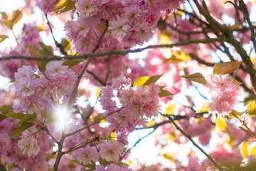 close-up of beautiful cherry blossoms in the garden