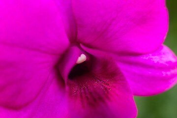 close up of beautiful Doritaenopsis flowers in the garden