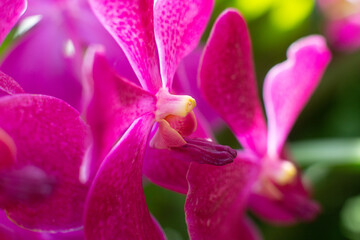 close up of beautiful Vanda flowers in the garden