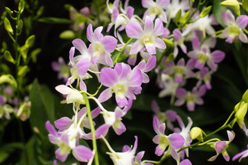 close-up of beautiful Dendrobium two-humped flowers in the garden