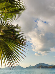 beautiful large tropical palm trees grow on the coast