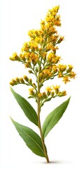 Solidago Flower. Goldenrod Blooming Bud on White Background