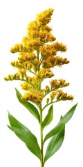 Solidago Flower. Wild Green Grass Garden Plant Bud Blooming with Goldenrod Leaves