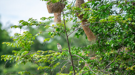 bird on the tree