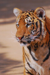 a beautiful big tiger is resting and walking around the zoo