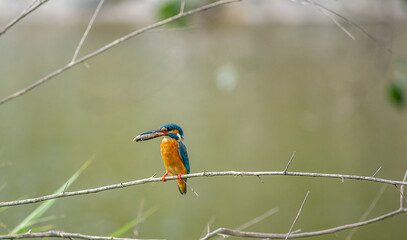 kingfisher on branch