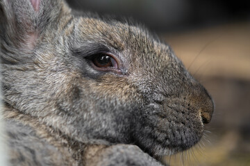 a beautiful grey domestic rabbit is grazing and walking in the enclosure outdoors