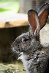 a beautiful grey domestic rabbit is grazing and walking in the enclosure outdoors