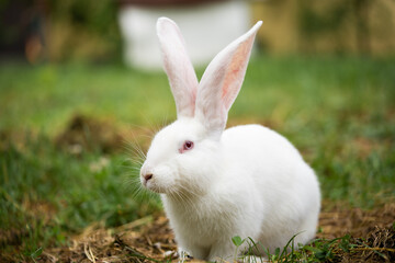a beautiful white domestic rabbit is grazing and walking outdoors