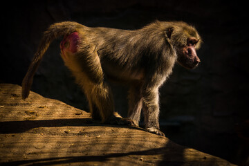 baboon monkey in the nature park