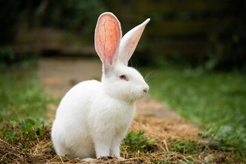 a beautiful white domestic rabbit is grazing and walking outdoors