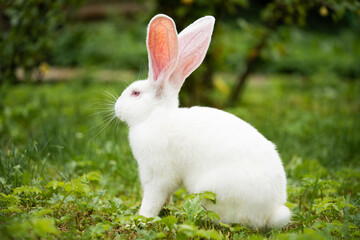 a beautiful white domestic rabbit is grazing and walking outdoors