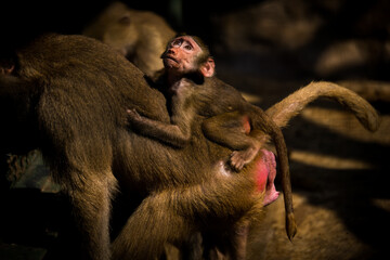 young baboon monkey in the nature