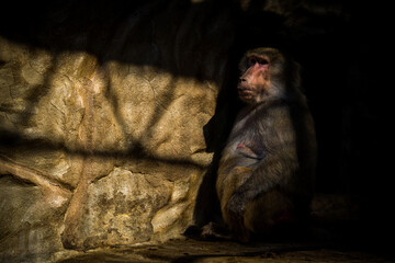 baboon monkey in the nature park