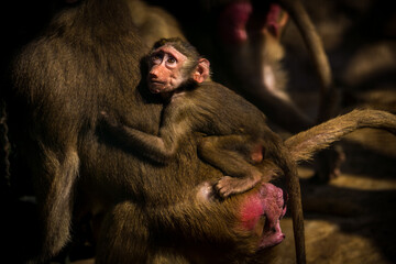 baboon monkey child in the nature