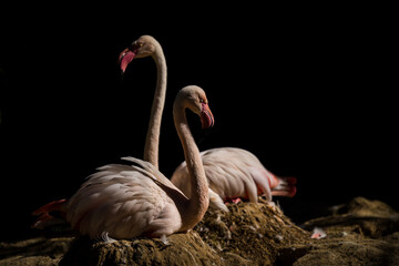 pink flamingo in the nature park