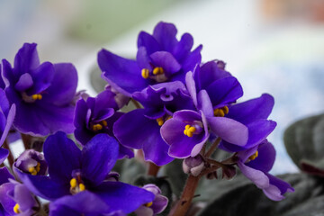 Vibrant purple African violets with delicate petals and bright yellow centers, arranged beautifully against a soft blurred background, showcasing nature's elegance and beauty