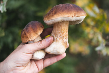 a mushroom picker holds in his hands edible mushrooms found in the forest