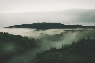 Misty forest valley with rolling hills and trees shrouded in fog