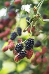 delicious and juicy blackberry fruits on a bush in the garden