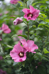 beautiful purple hibiscus flowers on a bush